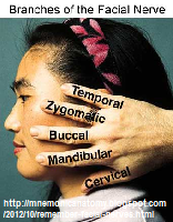 Road Trip!!- Three Mnemonics for the Facial Nerve 2