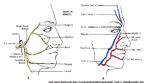 cranial nerves face mnemonic