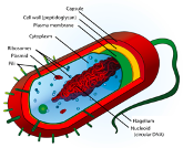 Prokaryote Structure and the Gram Stain