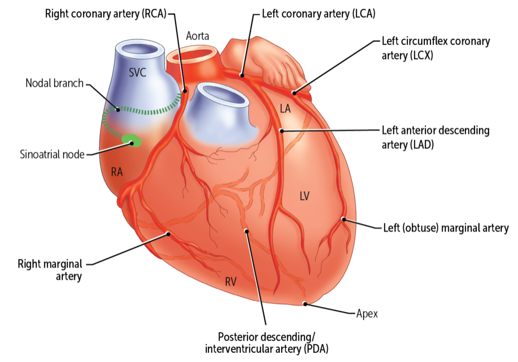 Main branches of the coronary arteries